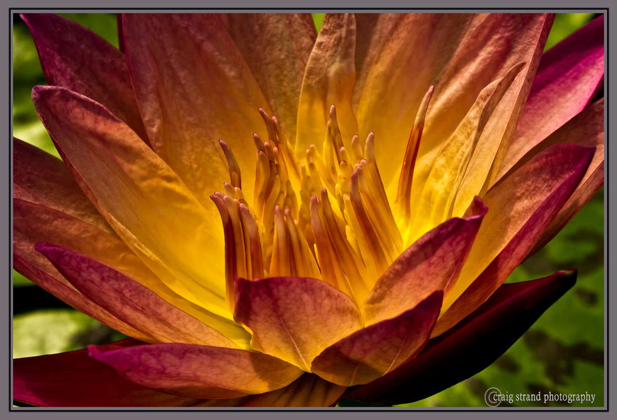 Lily 