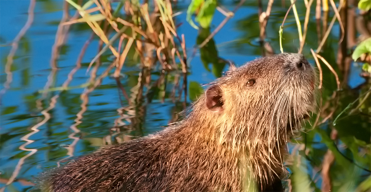 Coypu - Repost