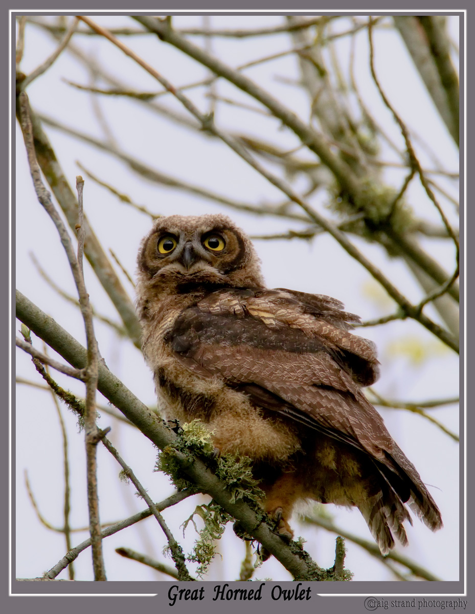 OWL juvenile