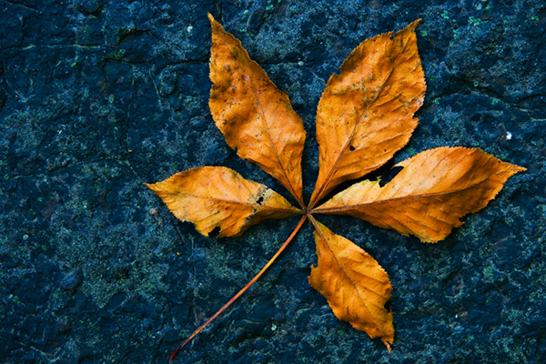 Buckeye Leaf Detail