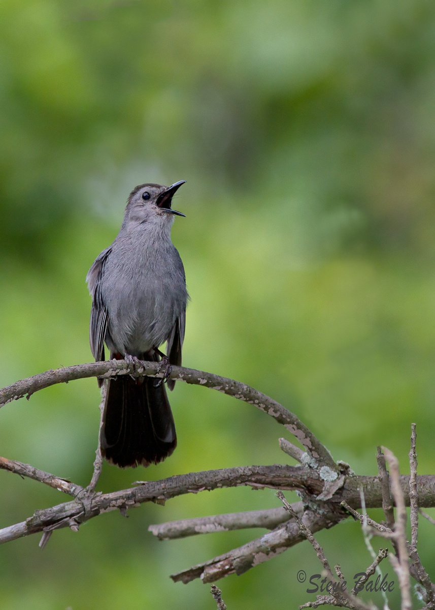 Catbird+Repost