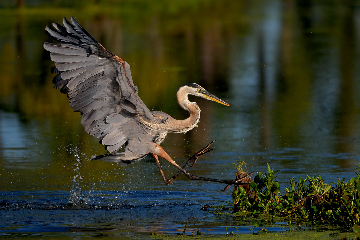 GBH