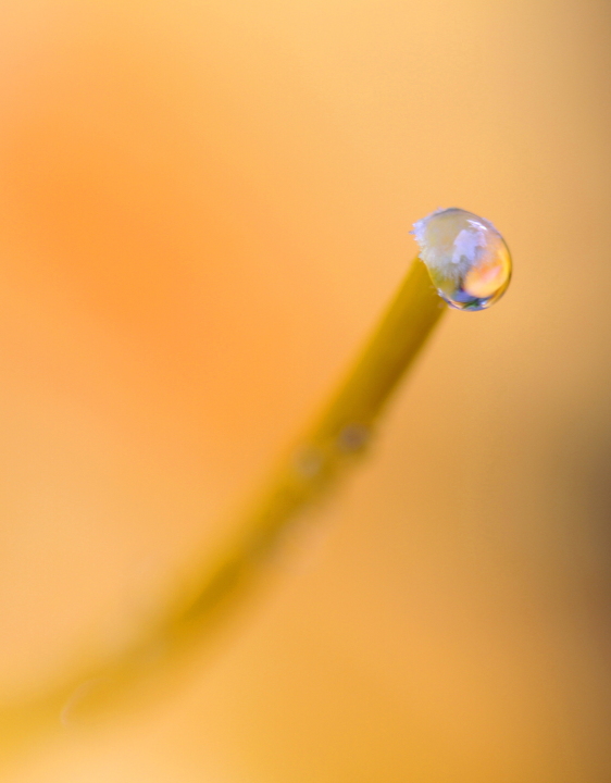 Summer Rain
