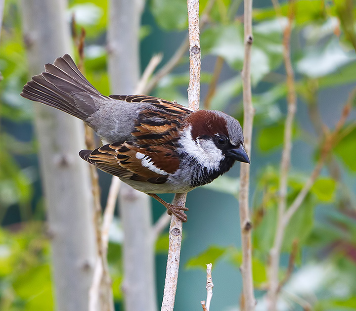 House Sparrow