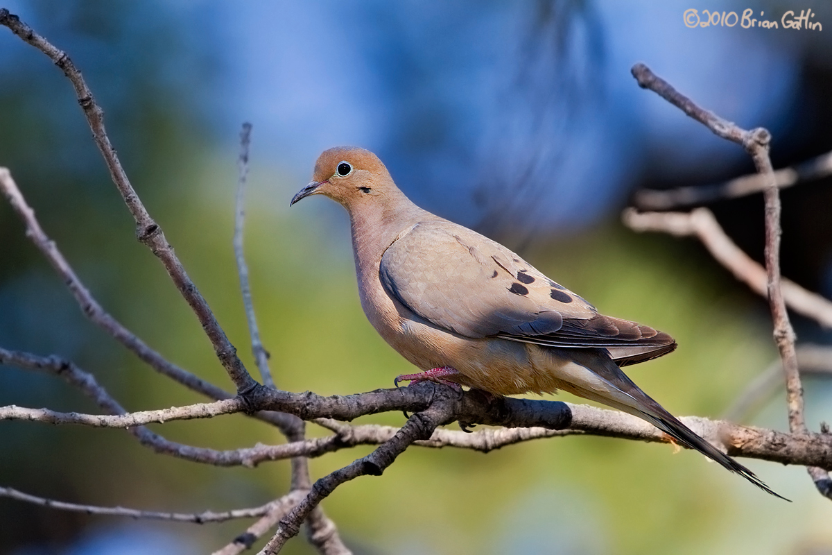 Mourning Dove