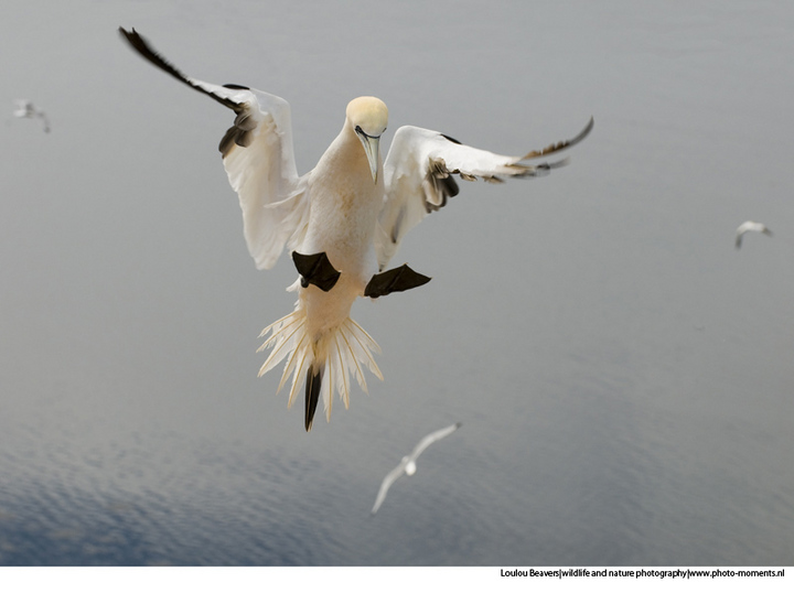 Landing Gannet