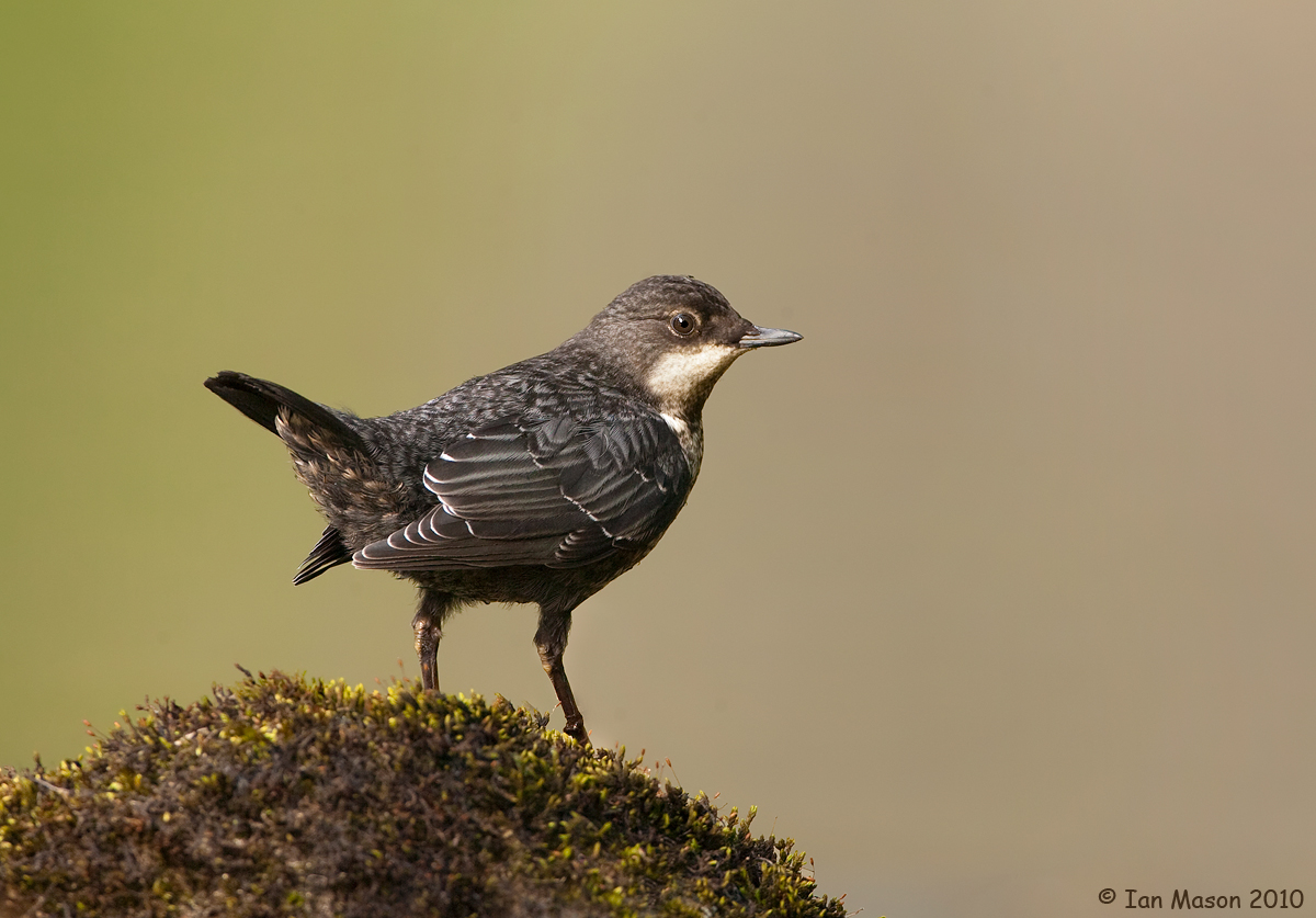 Juvenile Dipper