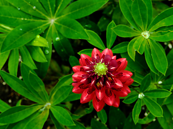 Lupine From Above