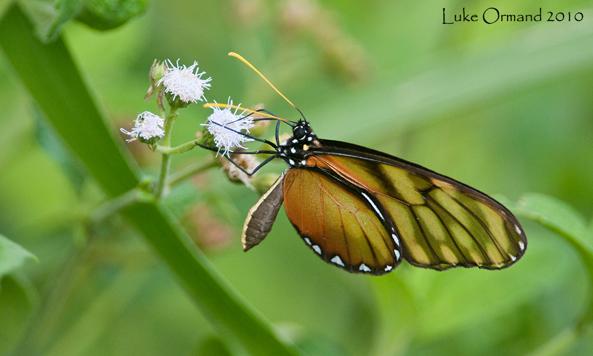 Clear wings