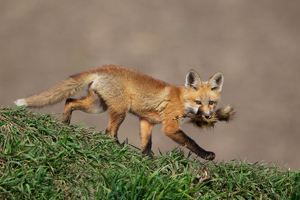 Red Fox with Play Toy II