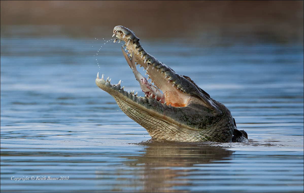 Down the Hatch