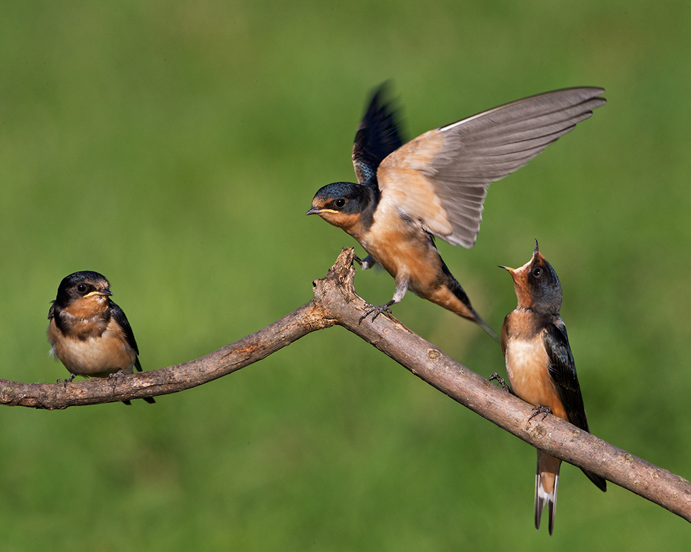 Bickering Swallows