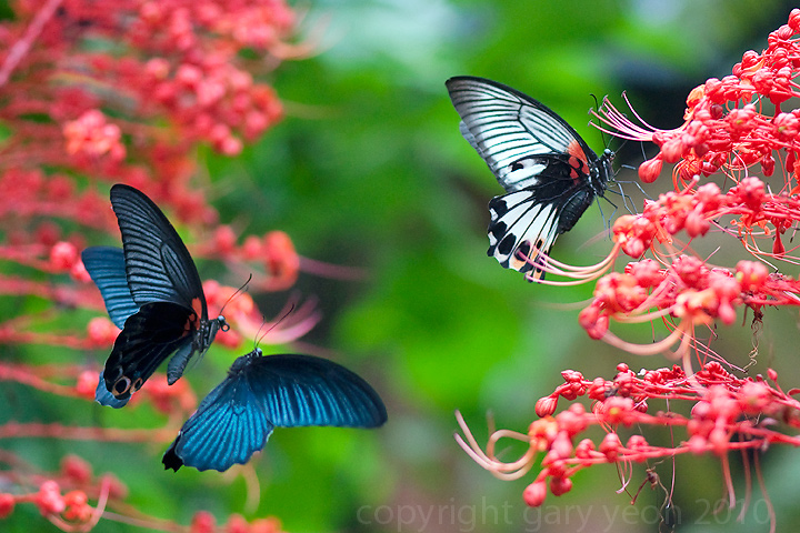 Butterfly Lovers