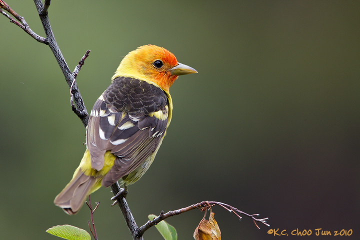 Western Tanager