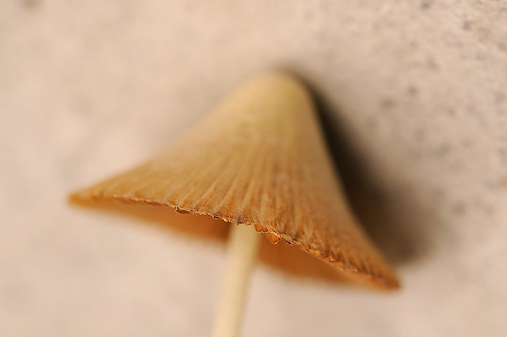 Minimalist Mushroom 2