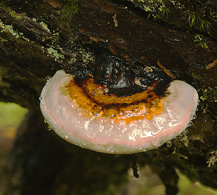 Fungus Amongus