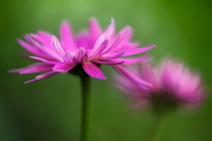 Painted Daisy