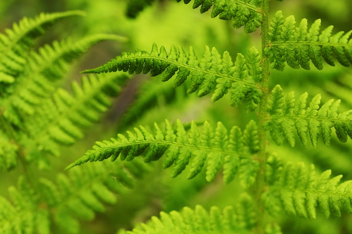 Frond