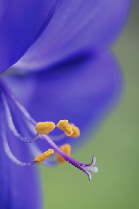 Delicate Nature