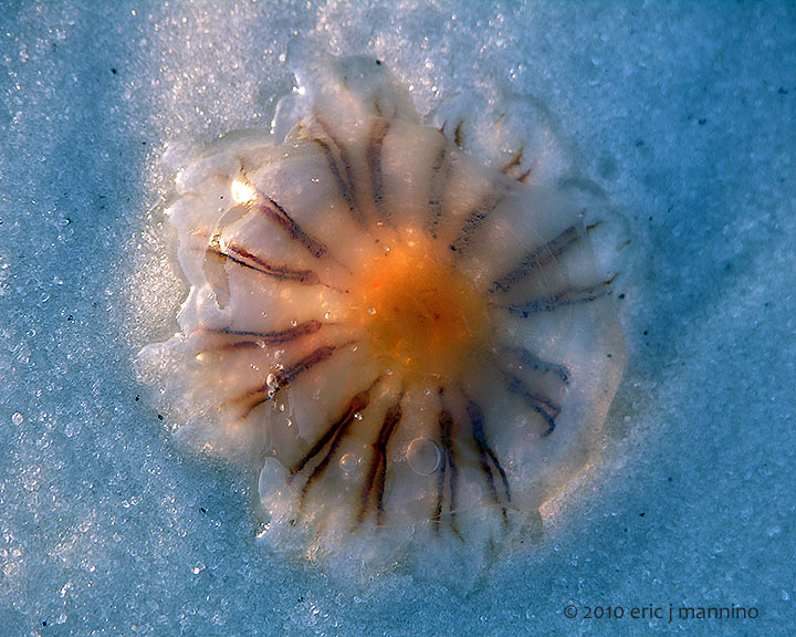 Sunny-side Up 