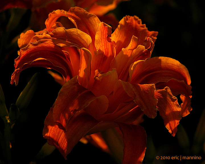 Heirloom Double Lily
