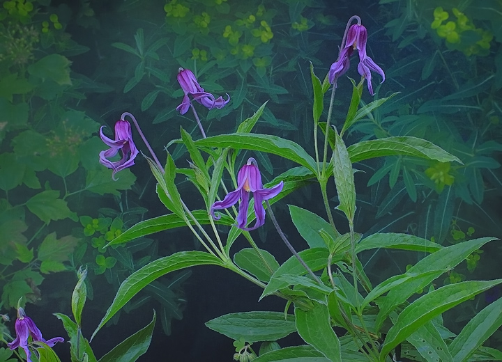 Euphorbia and Clematis