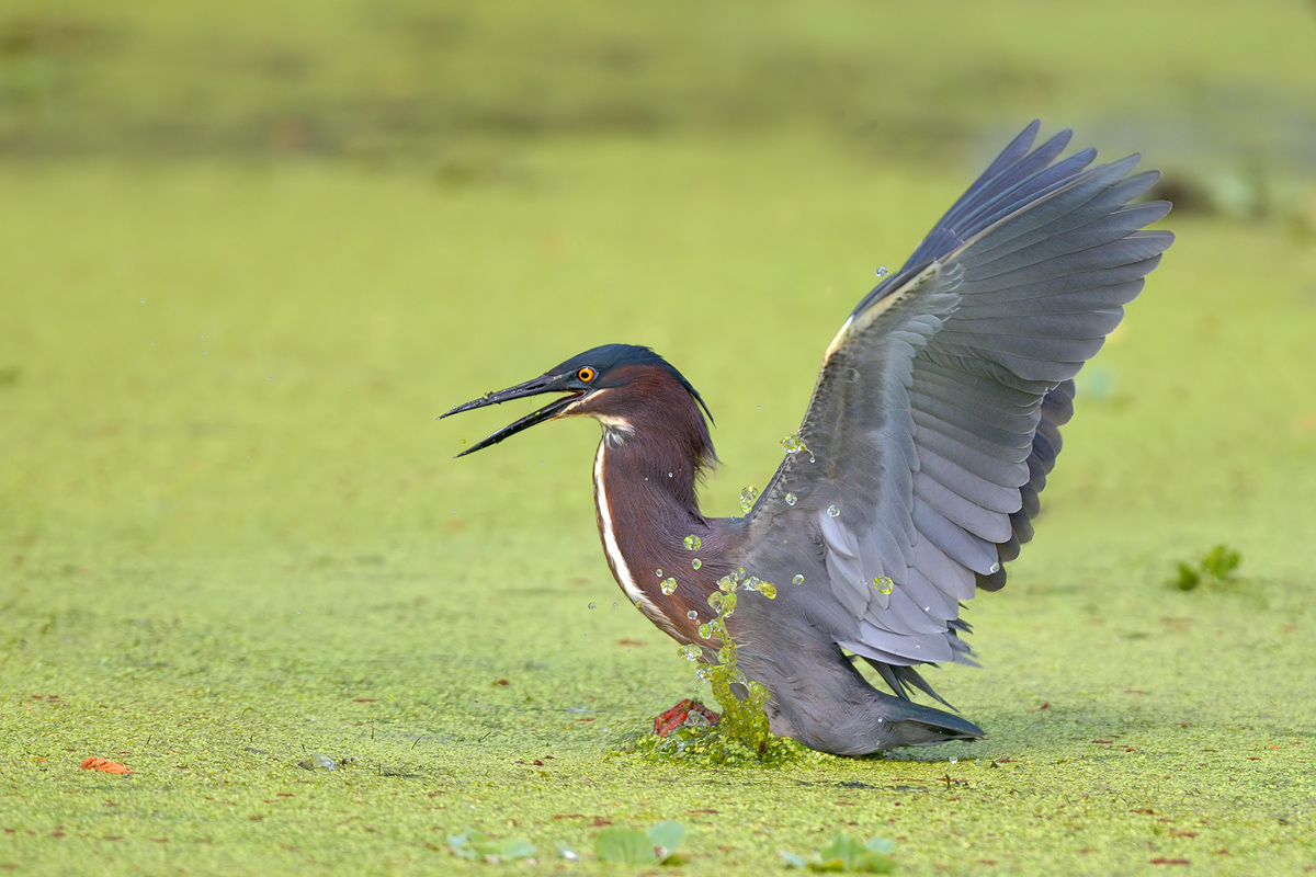 Green Heron
