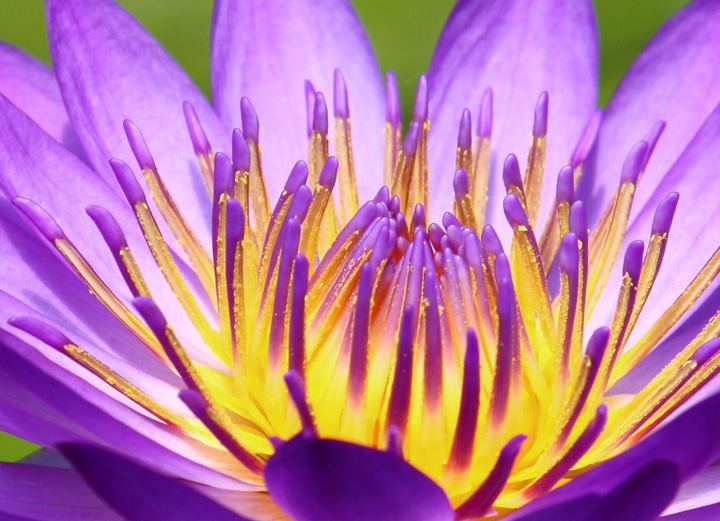 Glowing lily