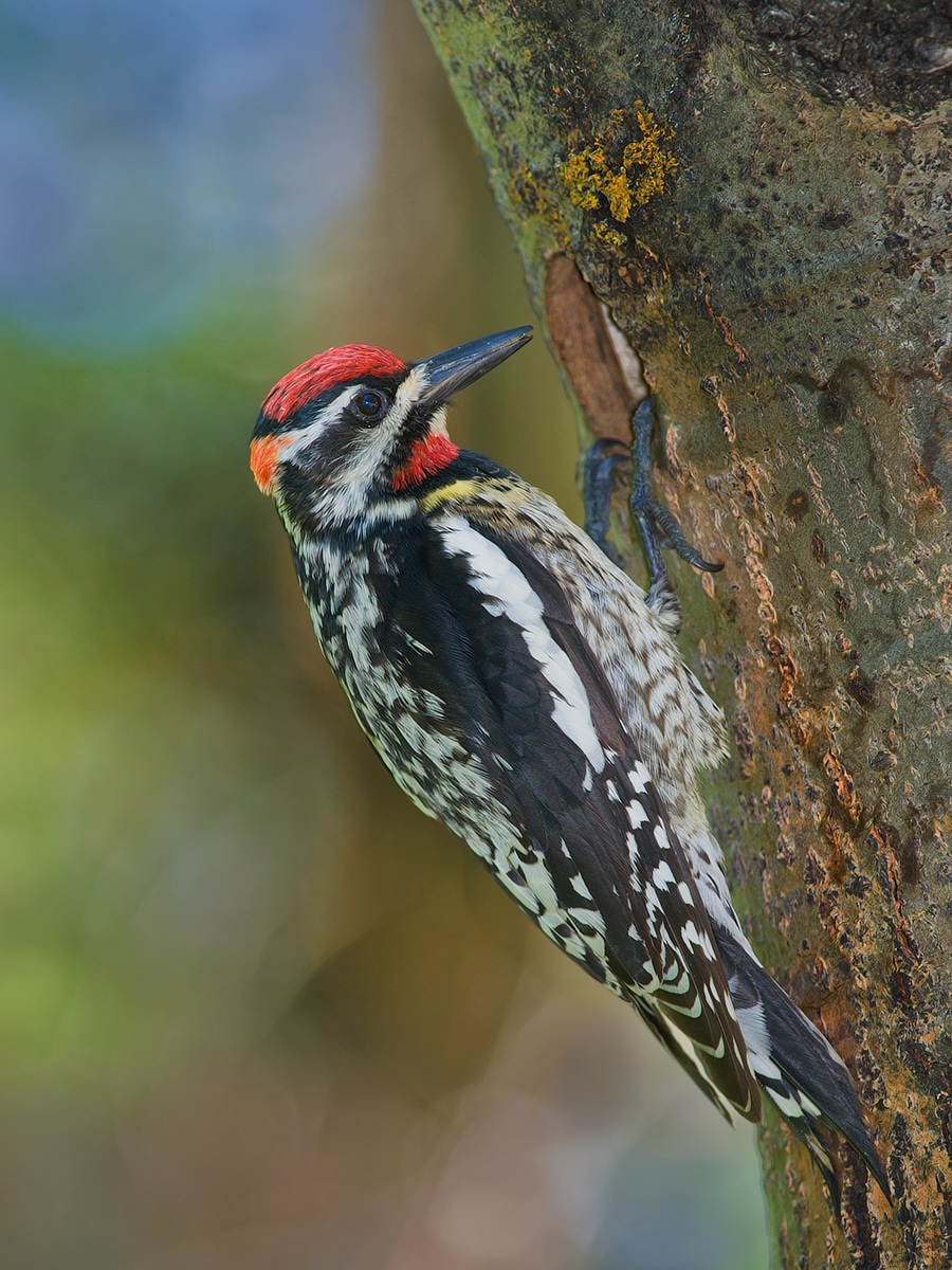 Red-Naped Sapsucker