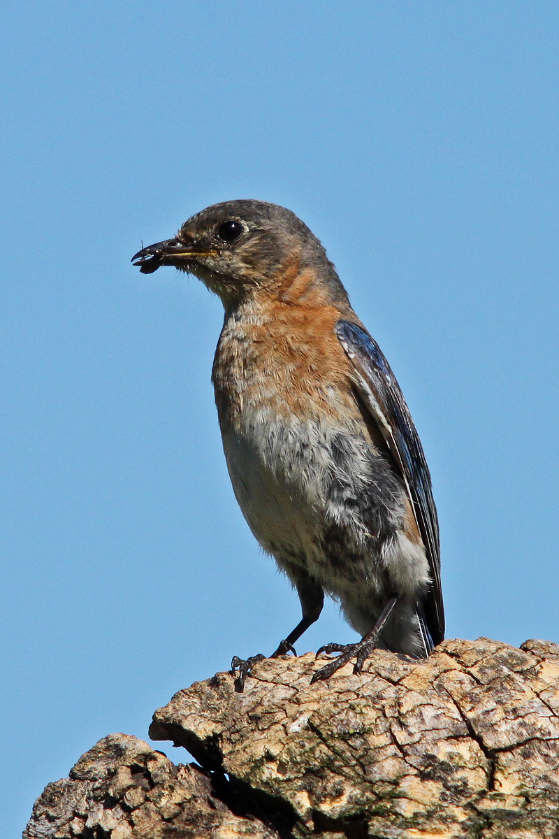 Blue bird revisited