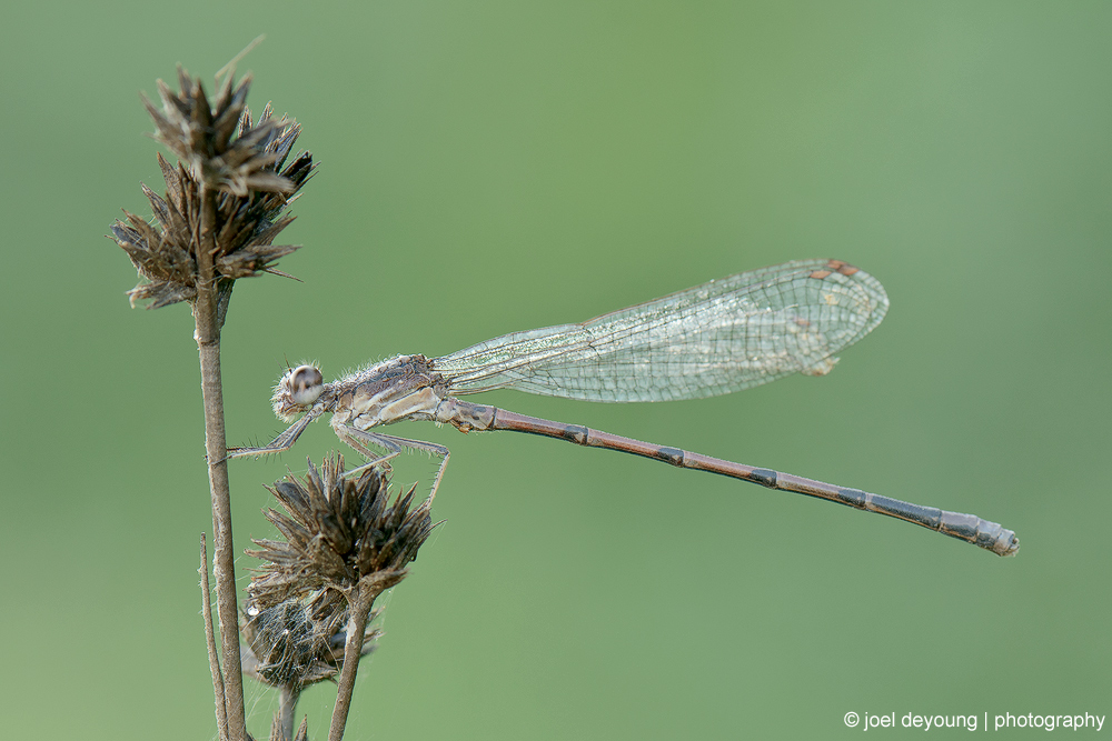 Damselfly on Green