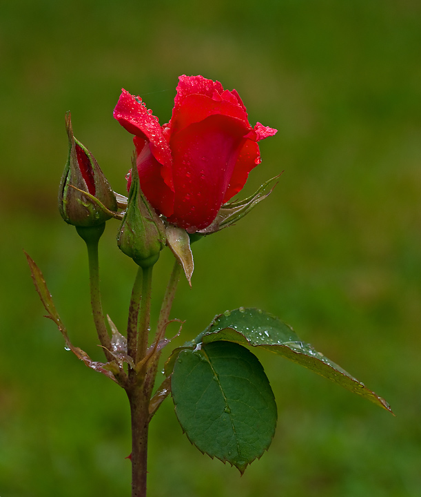 Simple Red Rose