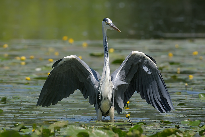 Grey Heron