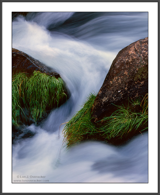 Growth on Mill Creek