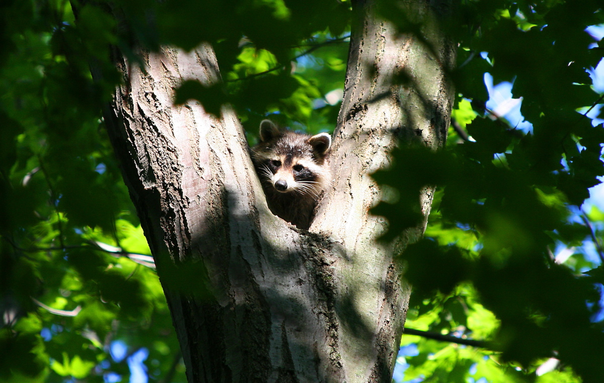 Raccoon in the Spotlight