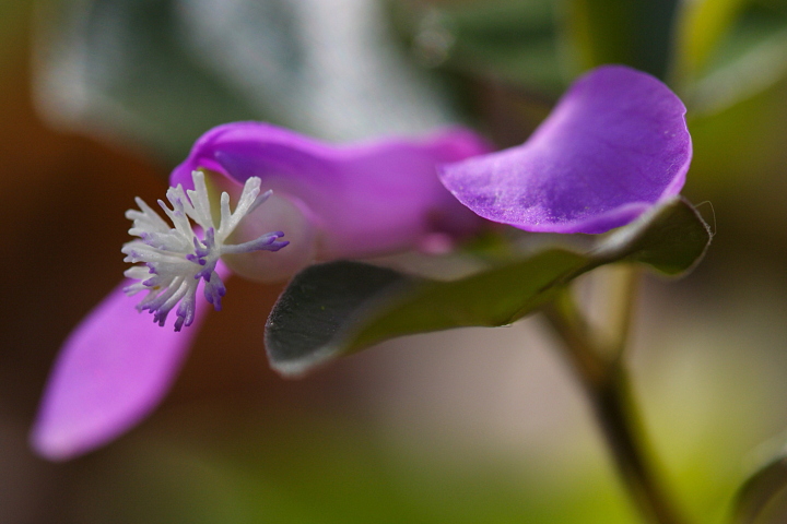 Fringed Polygala (Theme)
