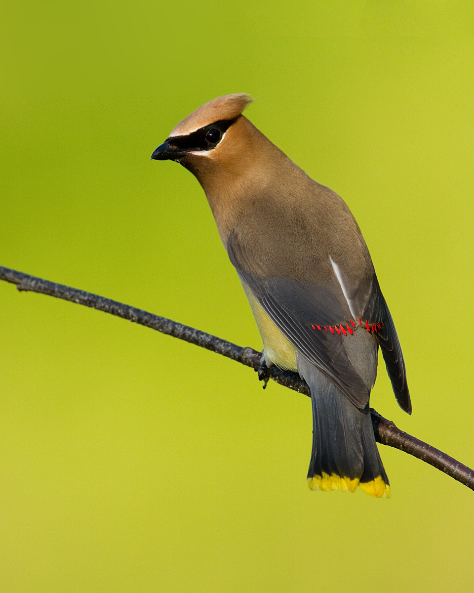 Cedar Waxwing