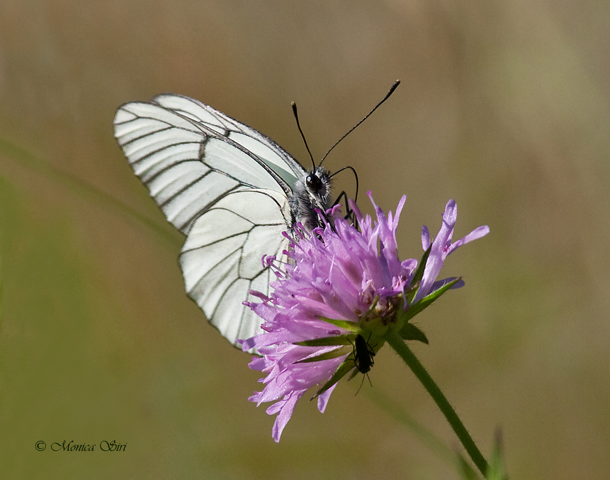 Black-veined White 