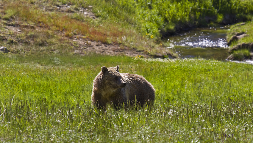 Grizzly in the Meadow