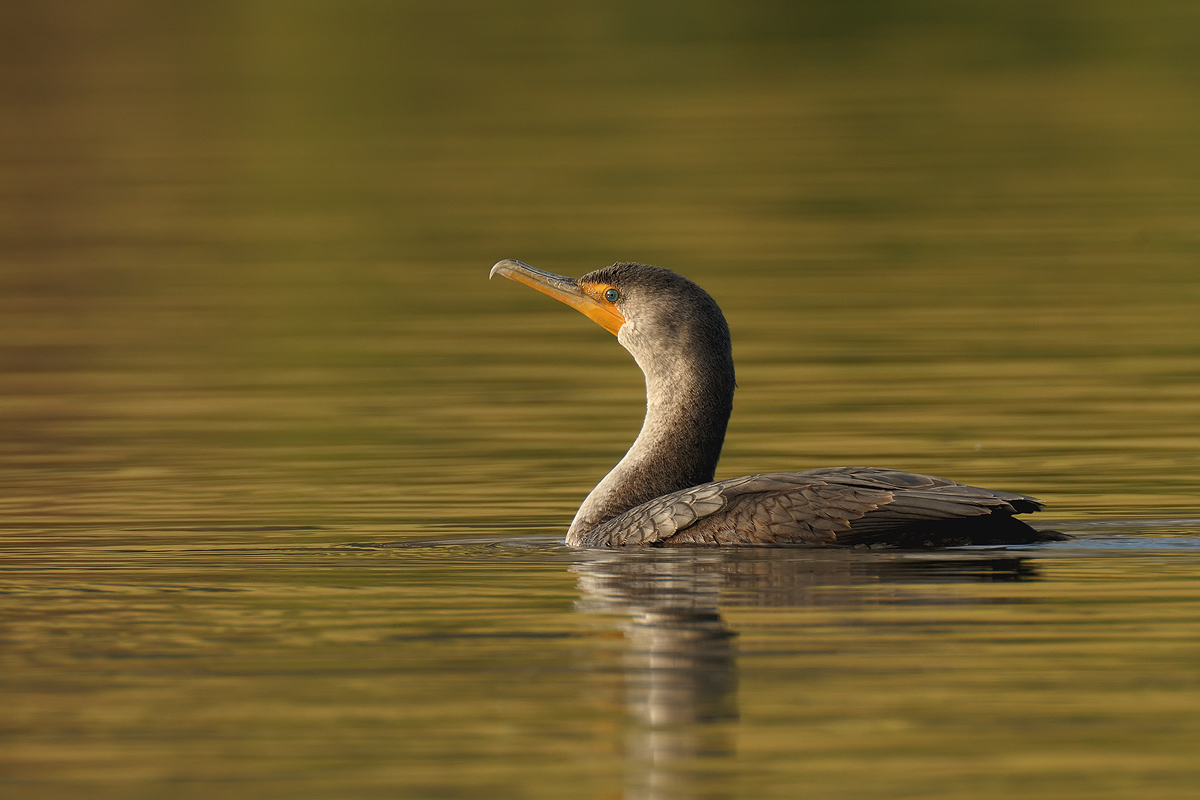 Cormorant