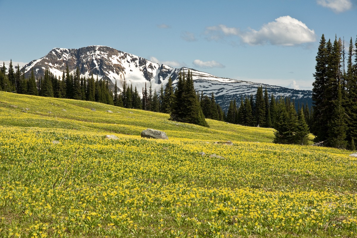 Lilies of the Field