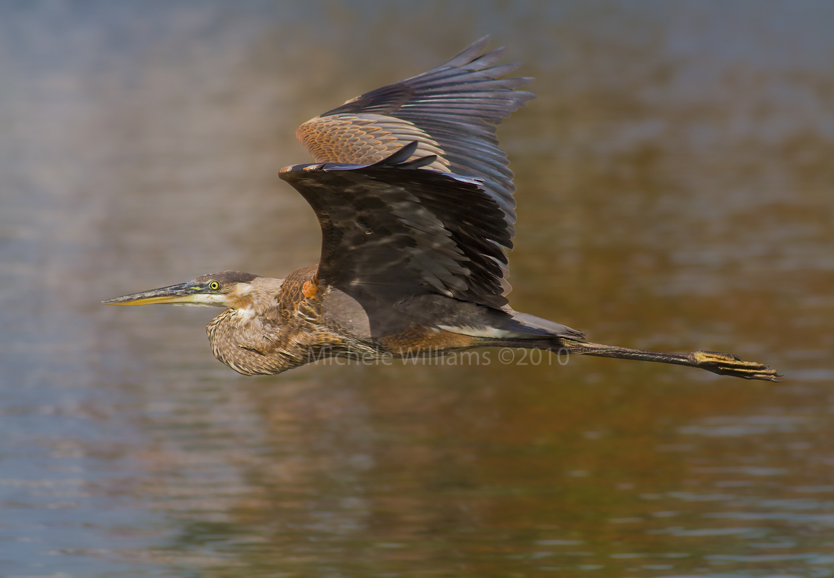 Great Blue Heron