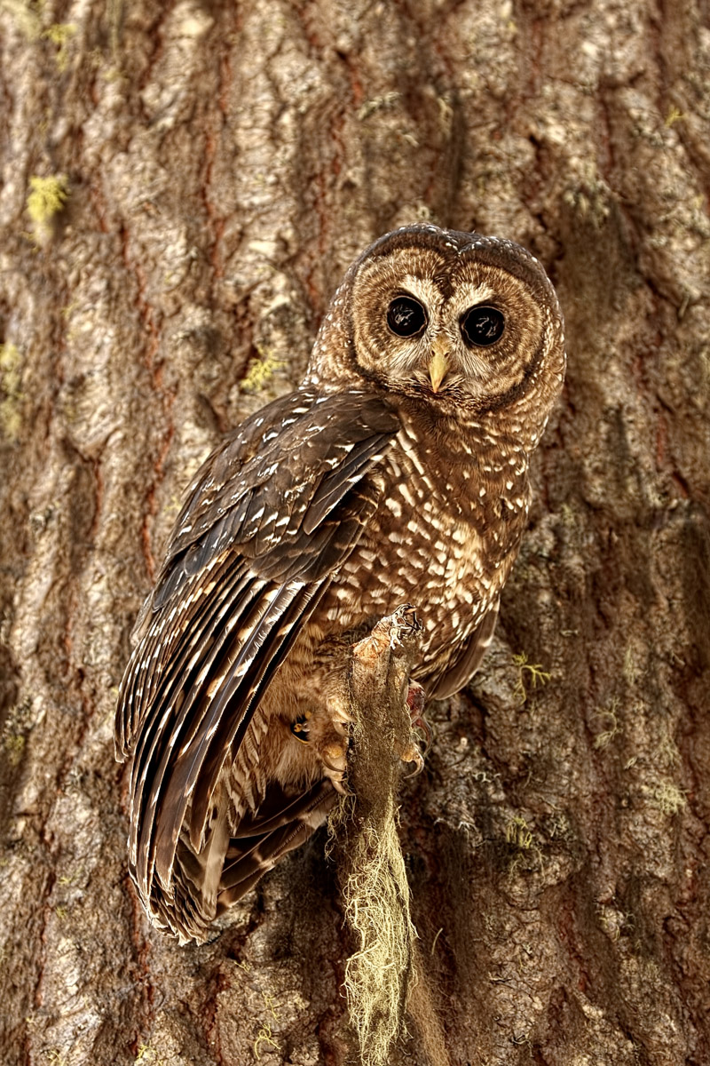 Northern Spotted Owl