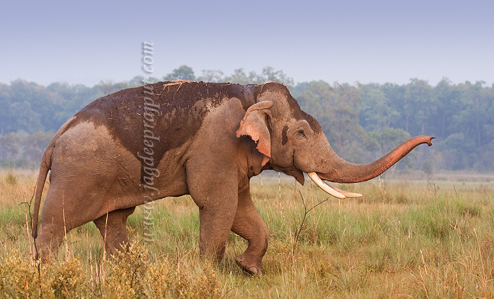 Elephant communicating
