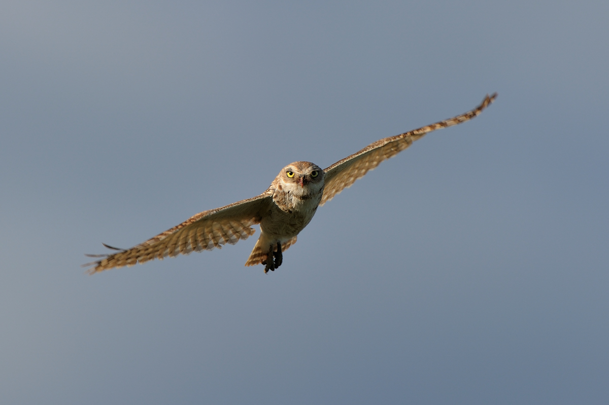 Burrowing Owl