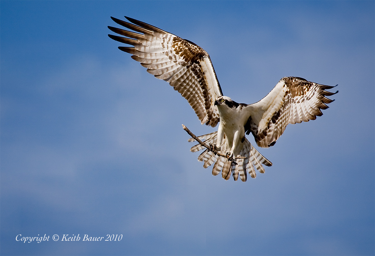 Osprey