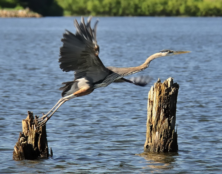 The Blue Heron Stretch