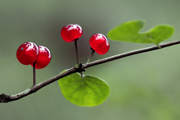 Colors in the forest