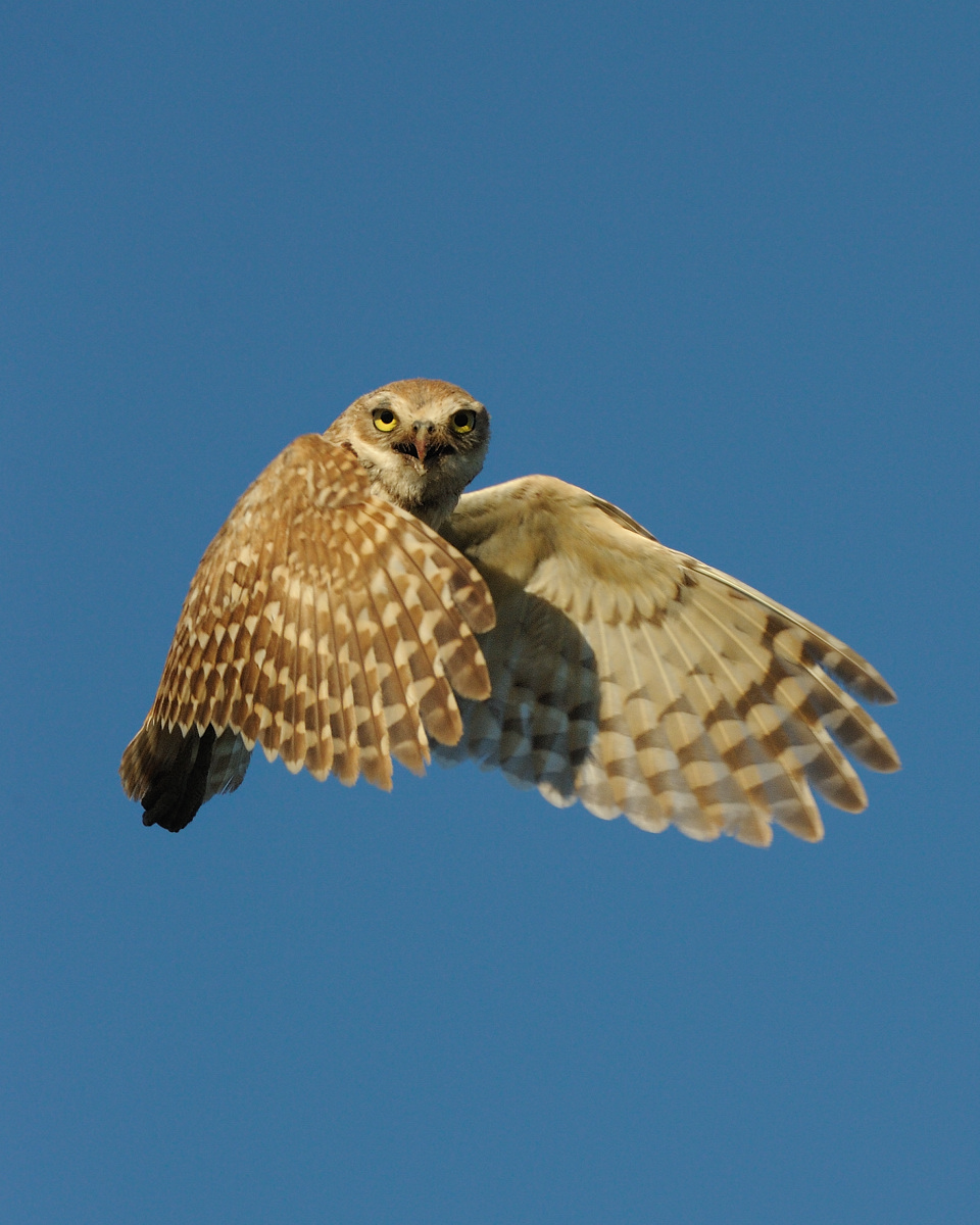  Burrowing Owl   #2