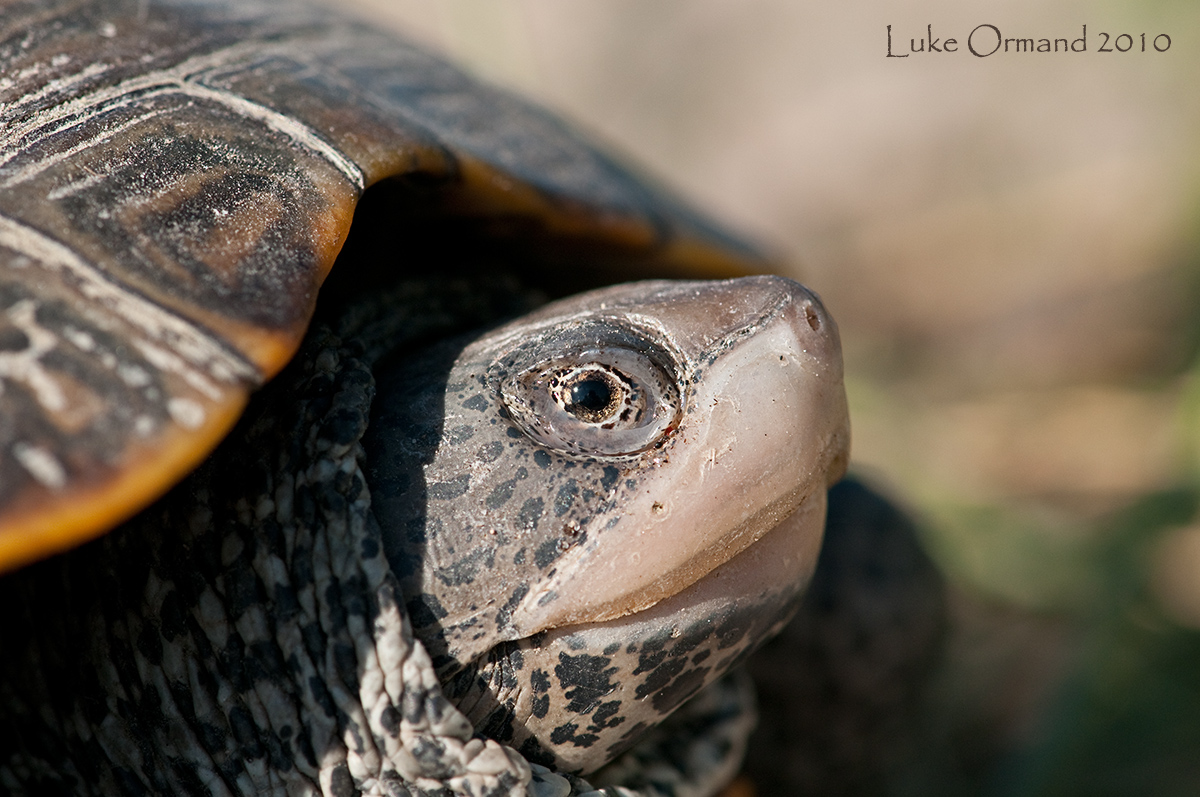 Terrapin